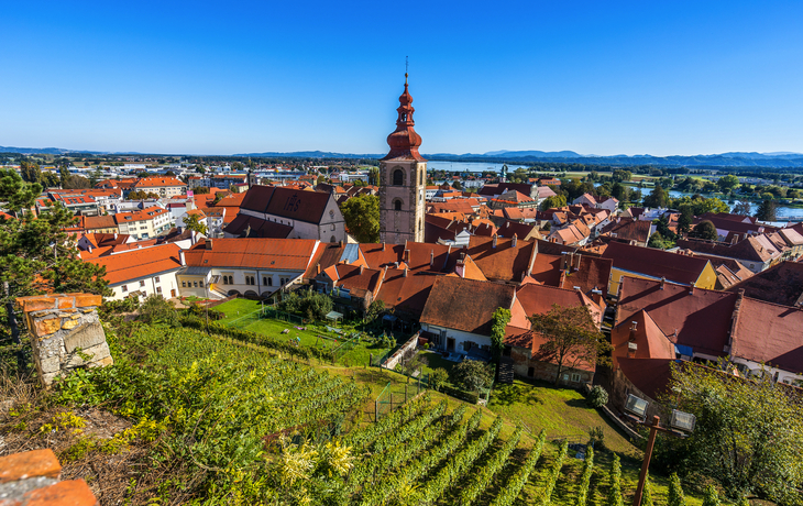 Blick von den Weinberge auf Ptuj