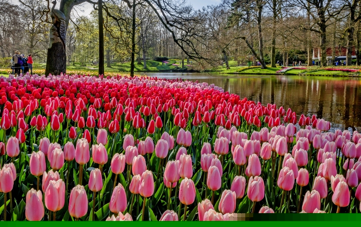 Keukenhof