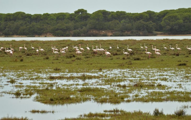 Nationalpark Coto de Doñana in Andalusien