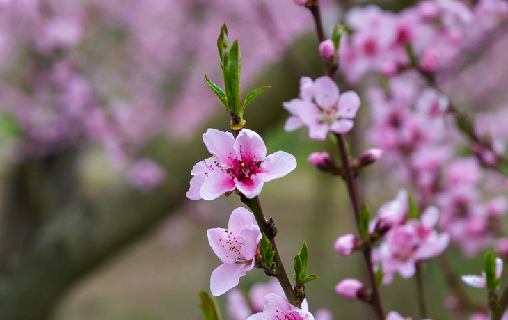 Weinbergspfirsichblüte