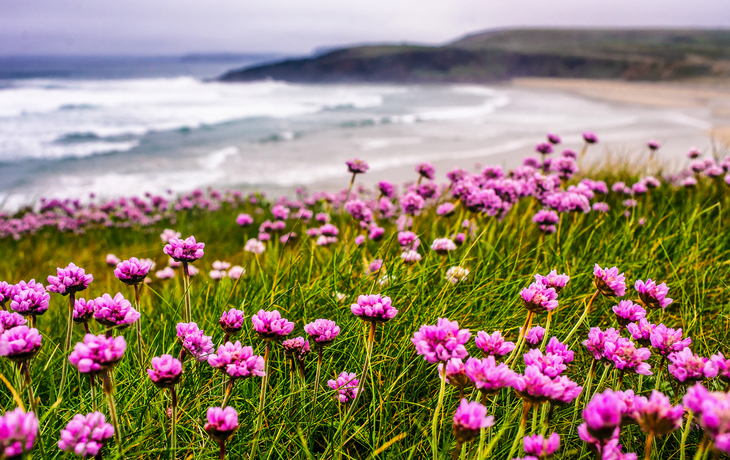 Küstenlandschaft mit bunten Blumen - Bretagne
