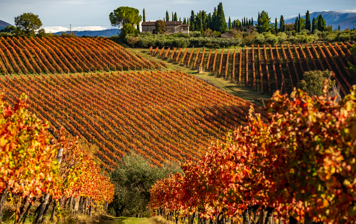 bunte Weinberge im Herbst in Sagrantino di Montefalco, Italien