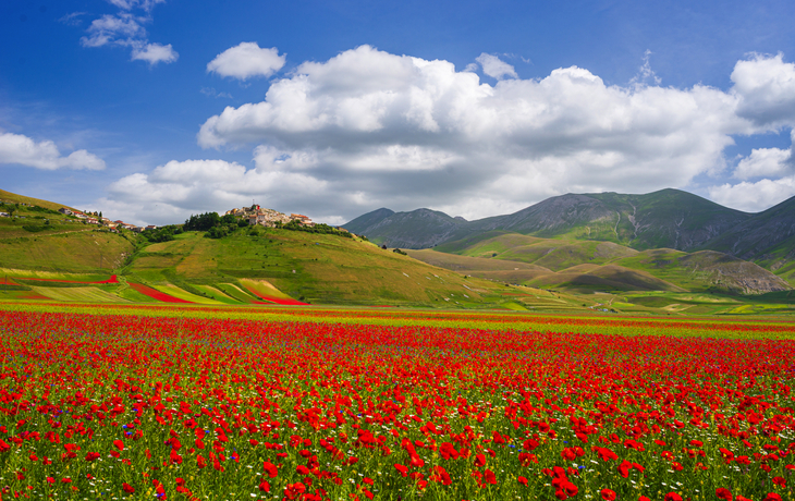 Mohnfelder vor dem Dorf Castelluccio di Norcia 