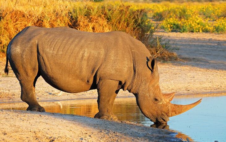 White rhinoceros drinking water