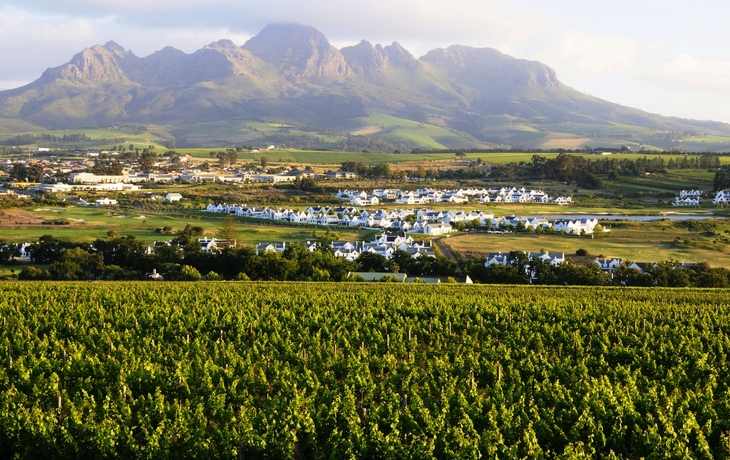 Weinanbau in Stellenbosch