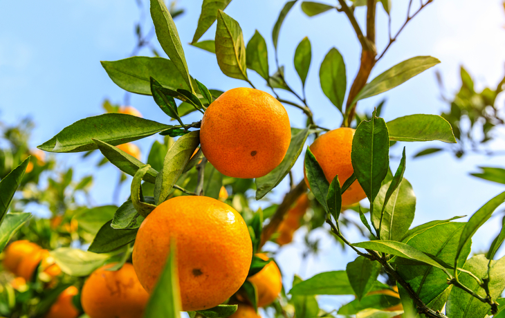 Reife Orangen im Orangenhain
