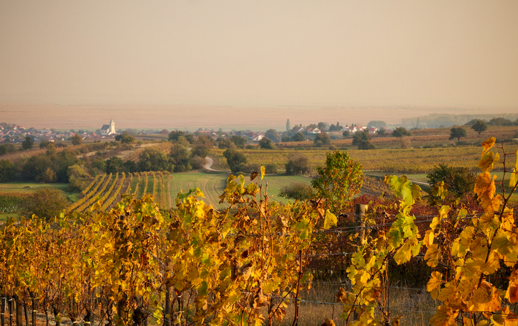 Weinberg im Burgenland